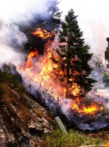 Close up of a tree on fire as part of the High Park Fire outside of Ft. Collins, CO in June 2012 Credit: Kerry Webster