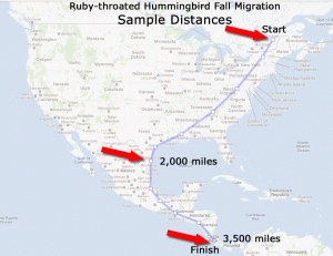 Image from Journey North, depicting the migratory route of the Ruby-throated Hummingbird.  Finish is their wintering location in Costa Rica