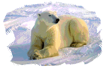 IPY International Polar Year