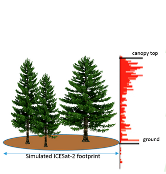 Diagram of ground-truth tree height measurements.