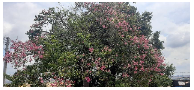 pink floss tree