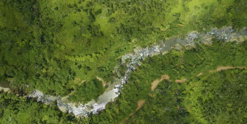 Satellite image of trees