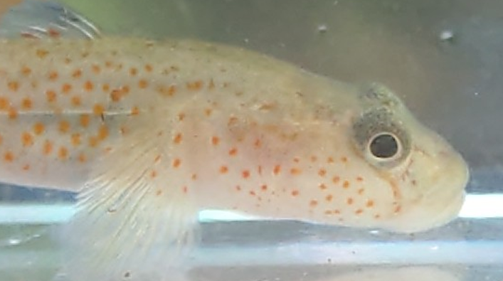 Rhinogobius rubromaculatus