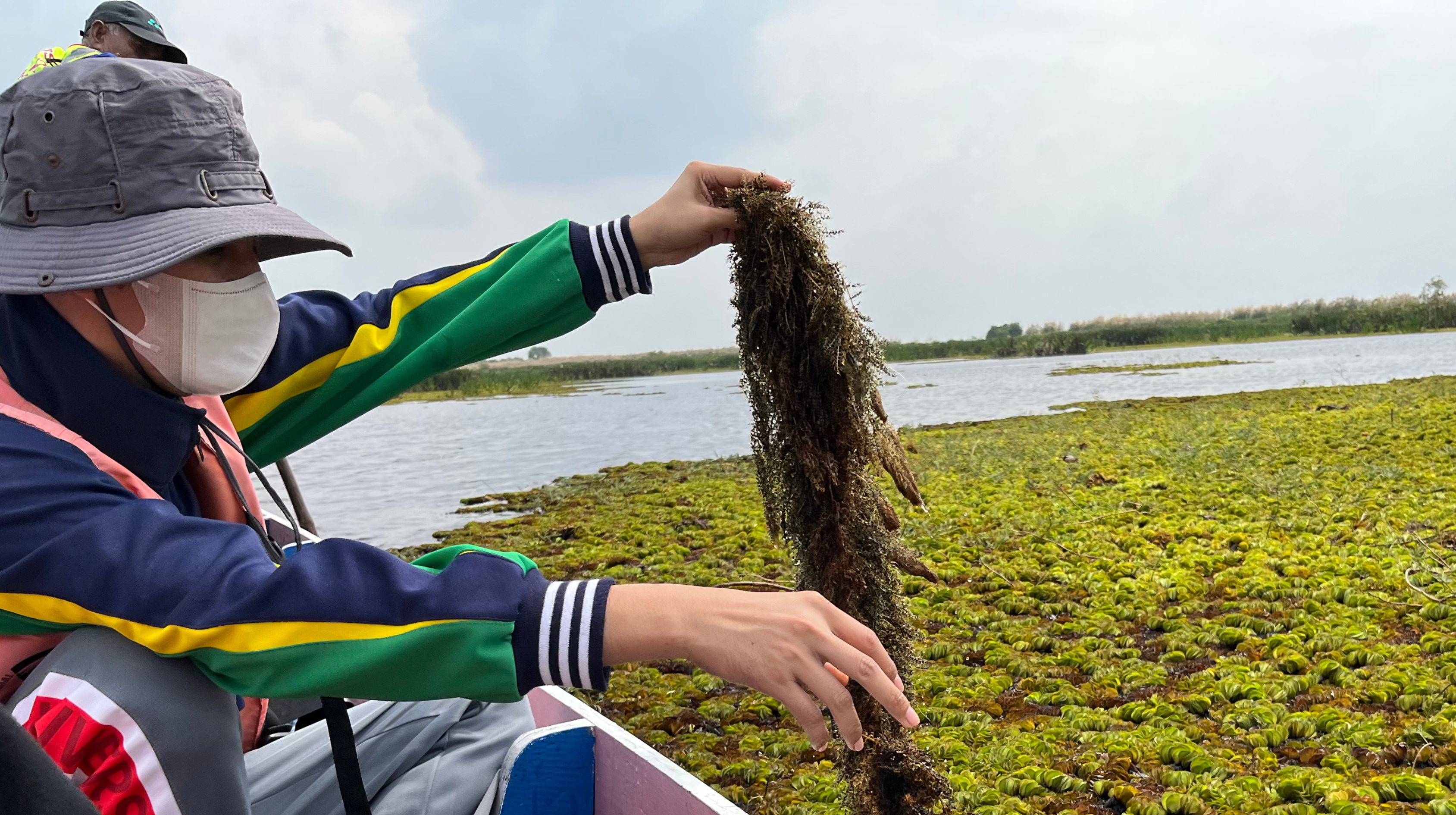 Bladderwort (Utricularia aurea L.) in Thale Noi, Phatthalung, Thailand.