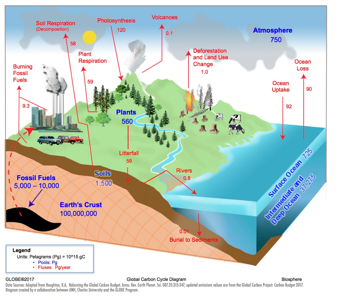 Carbon Cycle Diagram Worksheet