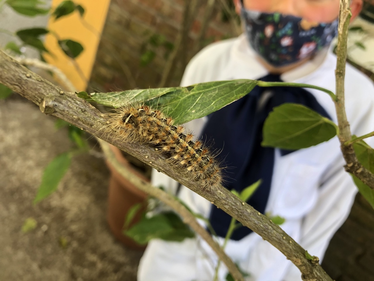 caterpillar on a stick