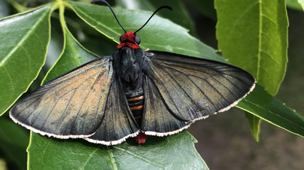 butterfly on a leaf