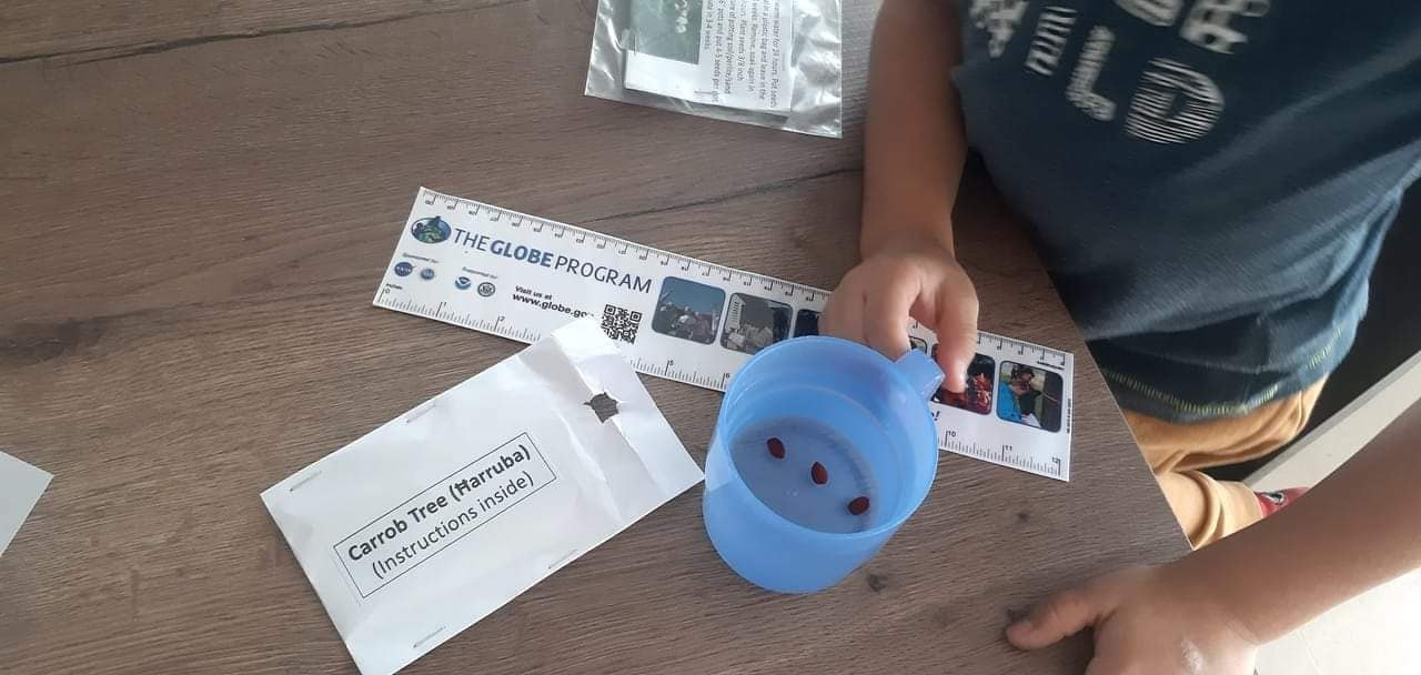 Soaking seeds of the Carob Tree before sowing