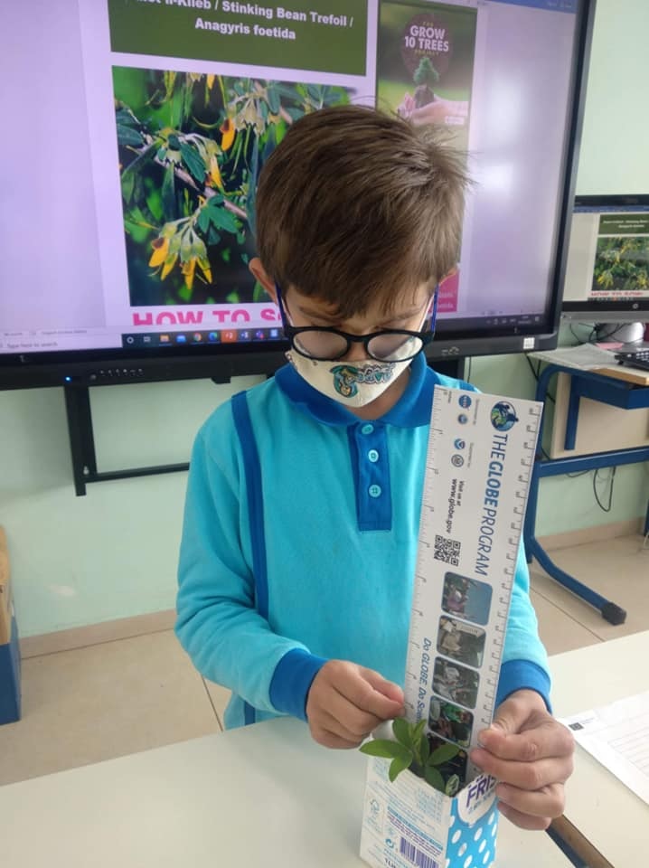 A student measuring sapling growth