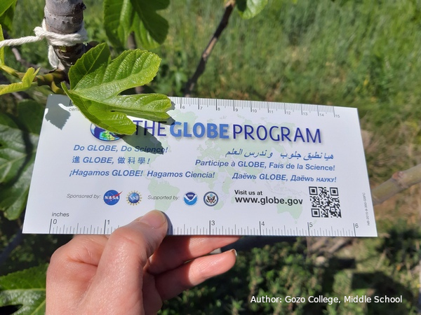 GLOBE ruler being used to measure a leaf. Photo by Gozo College 2019.