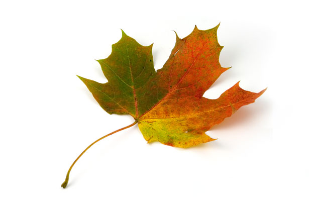 A maple leaf changing color