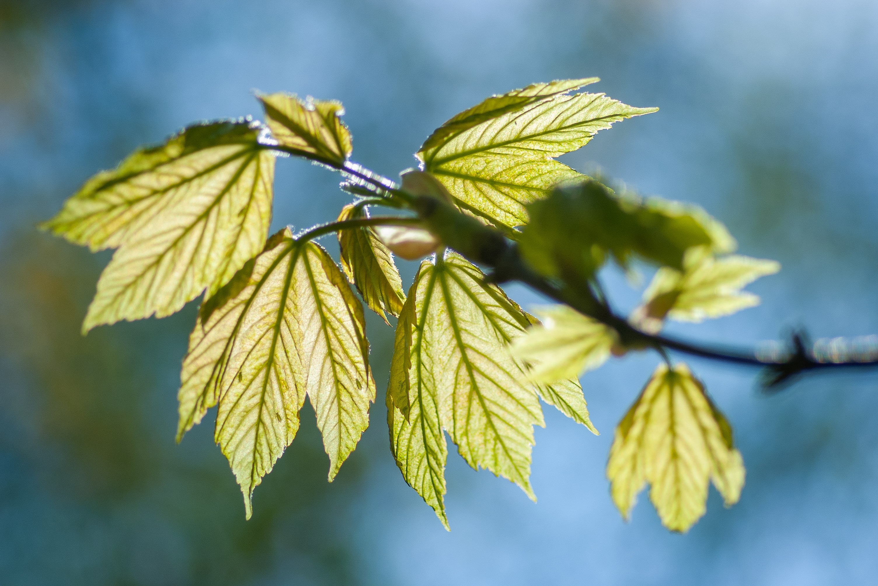 A branch with new green leaves.