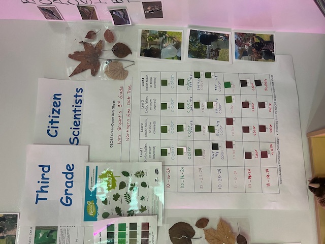 a classroom display board showing Green-down data sheet, photos, and leaf collections