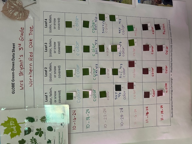 GLOBE Green-down data sheet showing leaf color observations made between mid-October and mid-November 2024