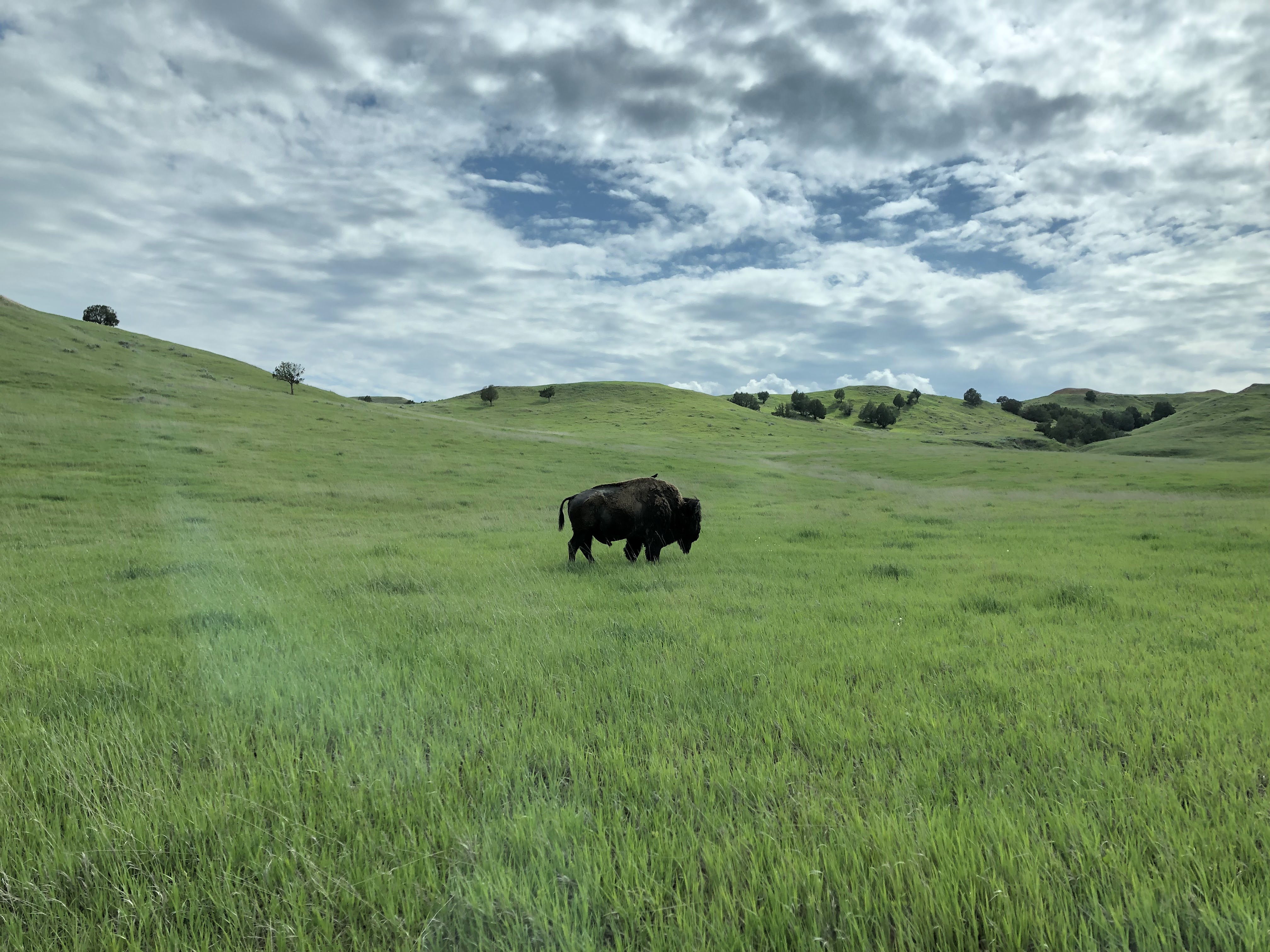 A buffalo (Bison bison) stands in the fields near Sage Creek Campground in Badlands National Park.