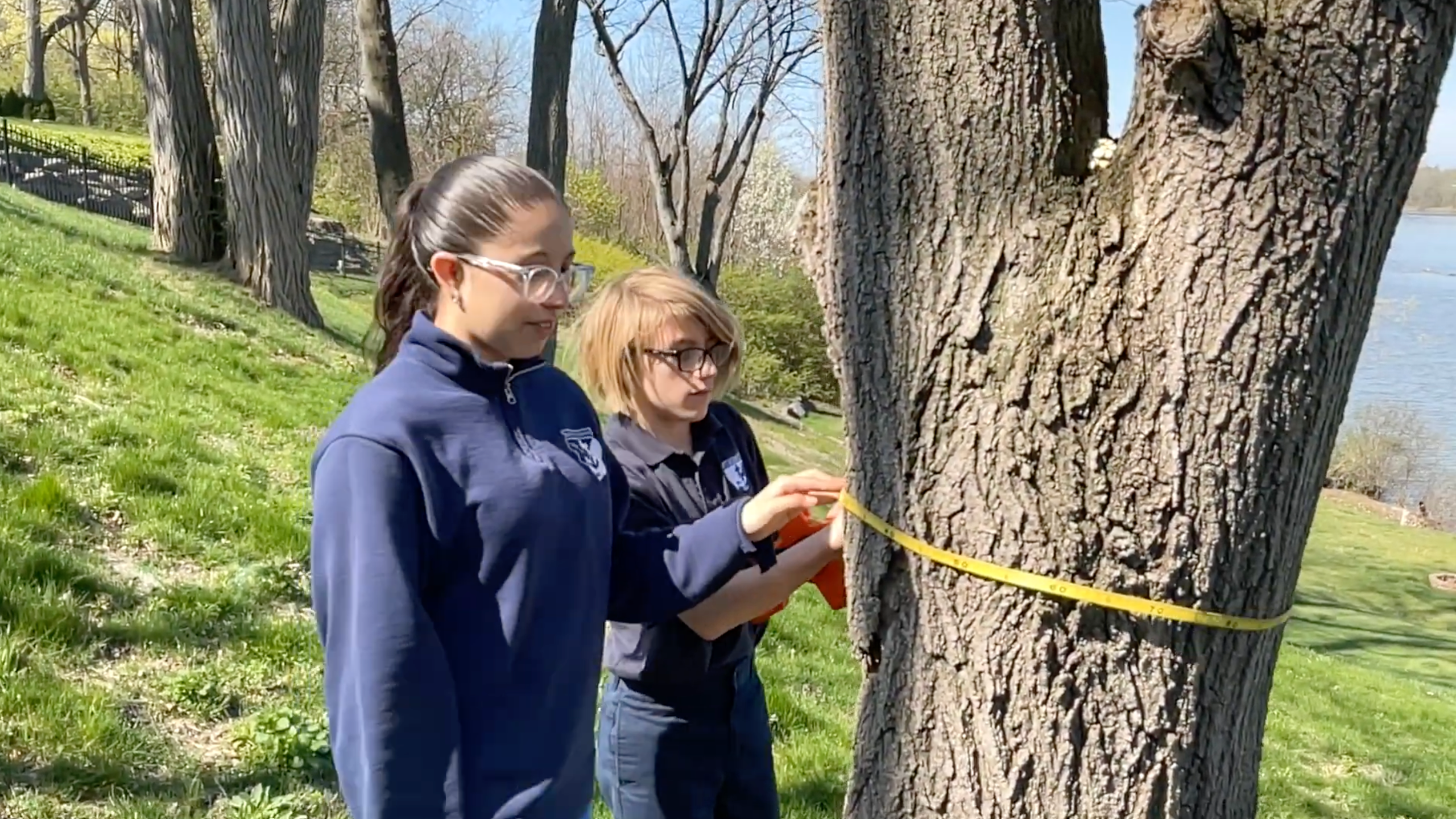students measure the circumference of a tree
