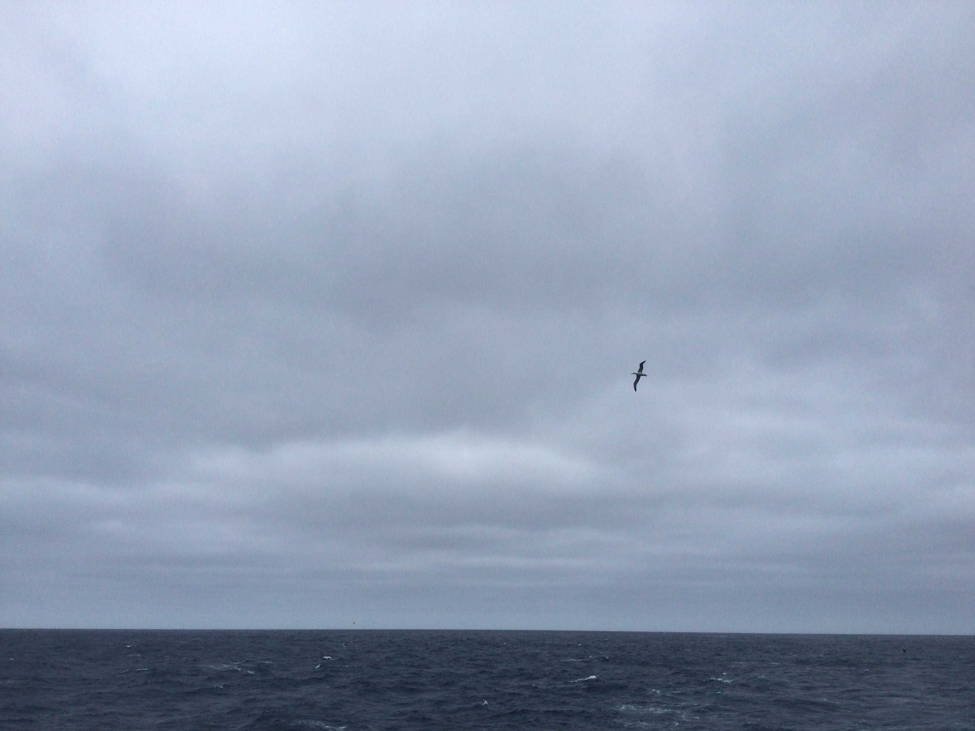 A photo of the ocean with cloudy skies above. A sea bird is flying over the water.