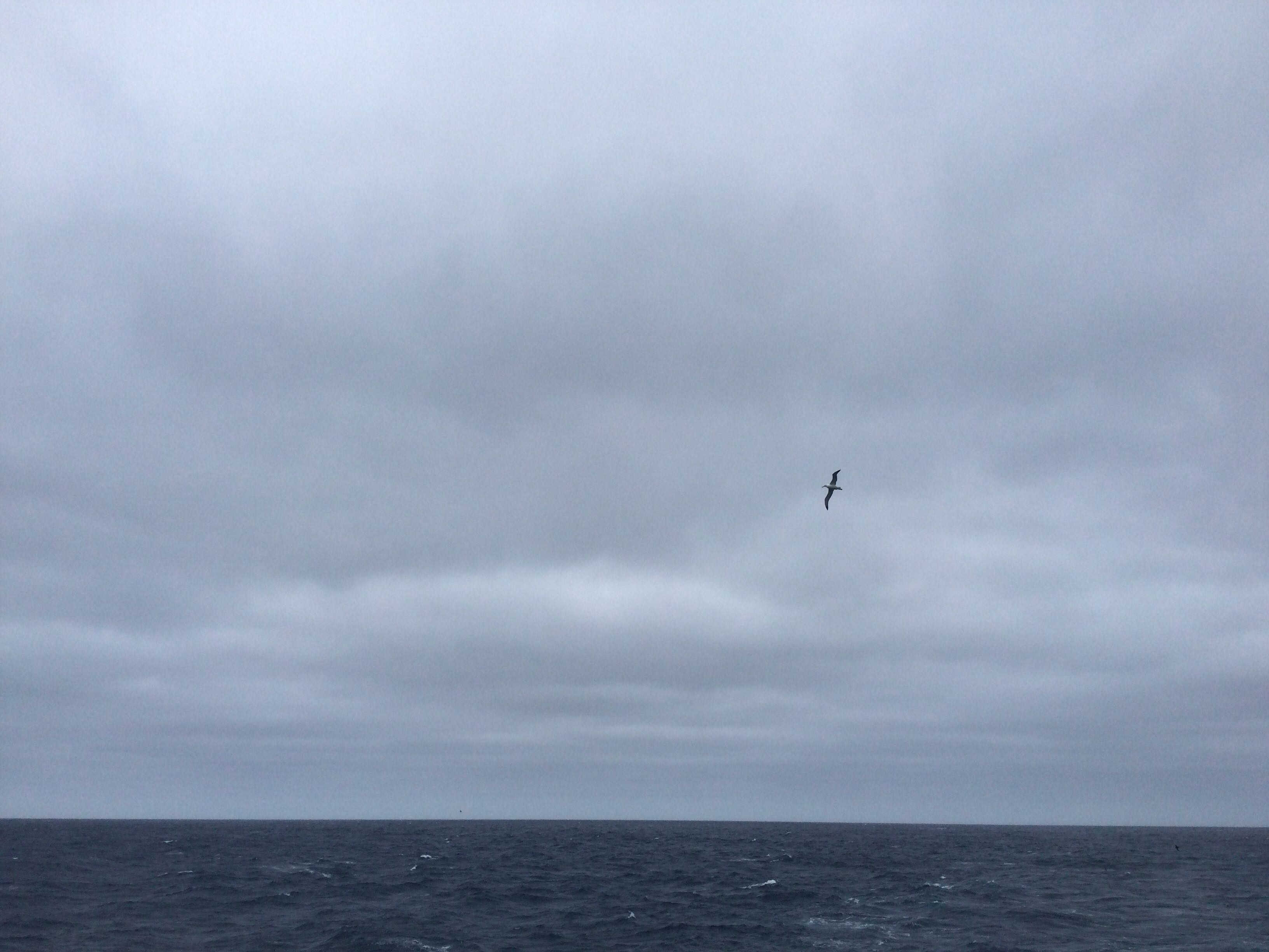 A photo of the ocean with cloudy skies above. A sea bird is flying over the water. 