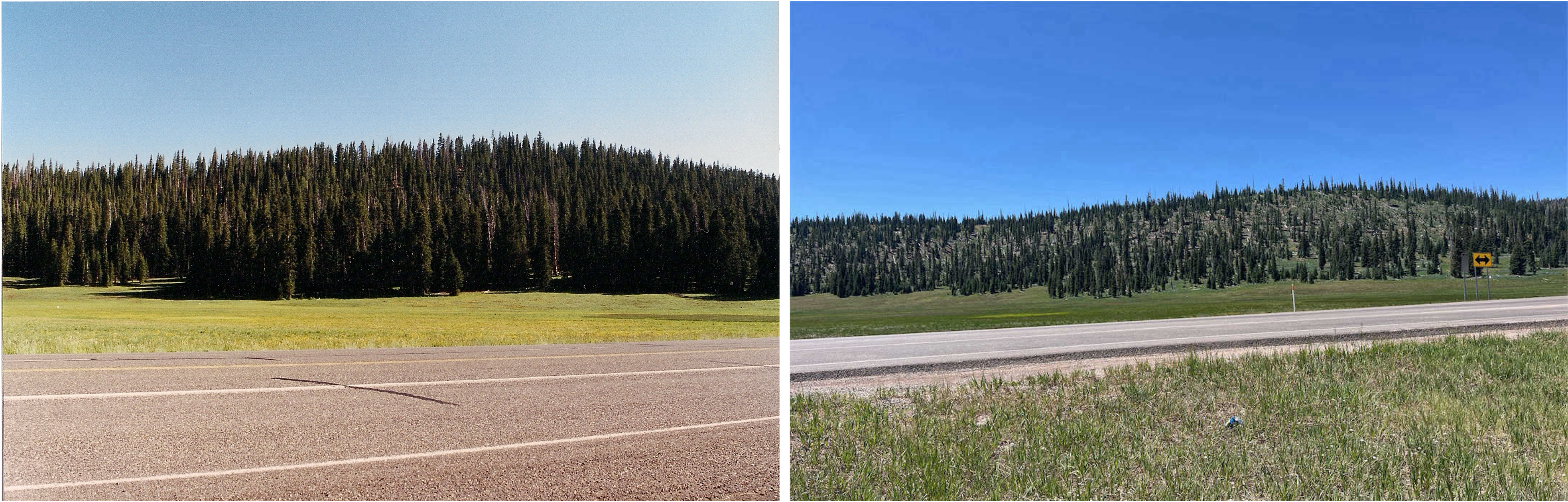 Two photos of a forested hill along a road. The left photo shows a thick pine forest with a few orange and brown pine-beetle impacted trees. The right photo shows the same hill in 2024. The pine forest is patchy. 