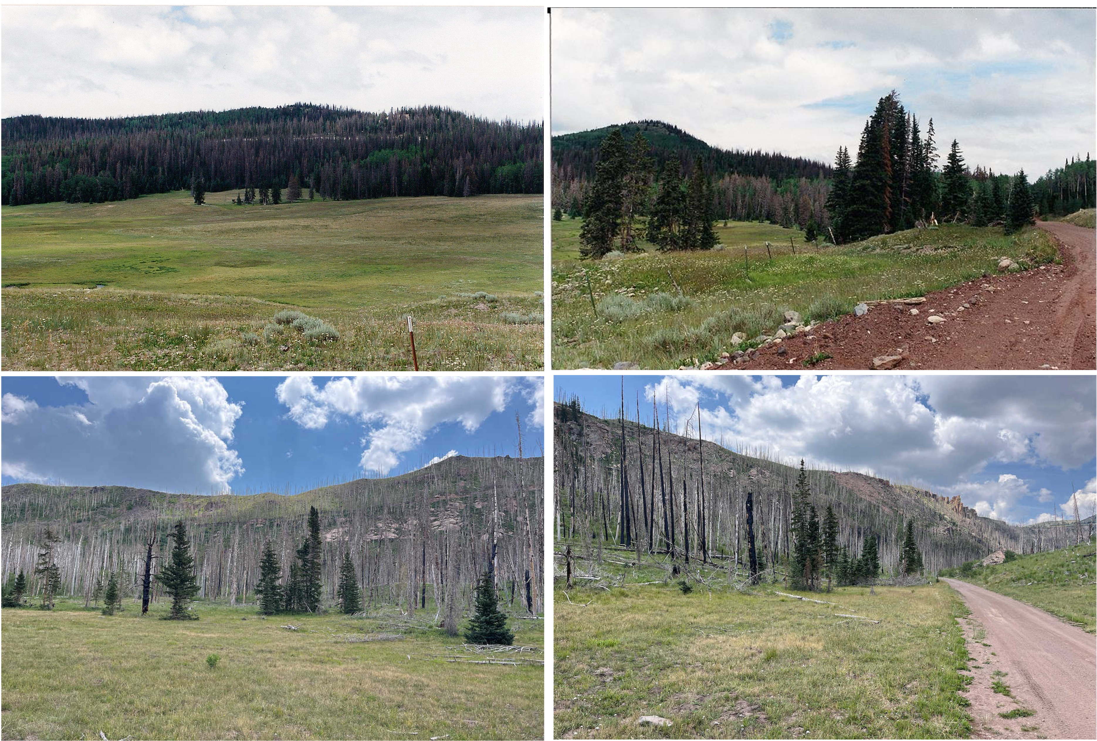 Four photos of a meadow and forested hill. The top two photos are from 1997 and show thick pine forest with some brown and orange trees infected with pine beetles. The lower two photos were taken in 2024 and show burned trees on a bare grassy hill. 