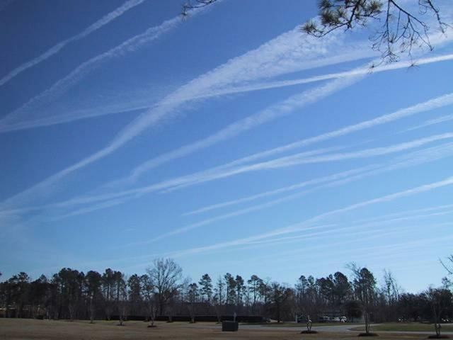 A horizon with trees and the sky above it showing over a dozen persistent spreading contrails.