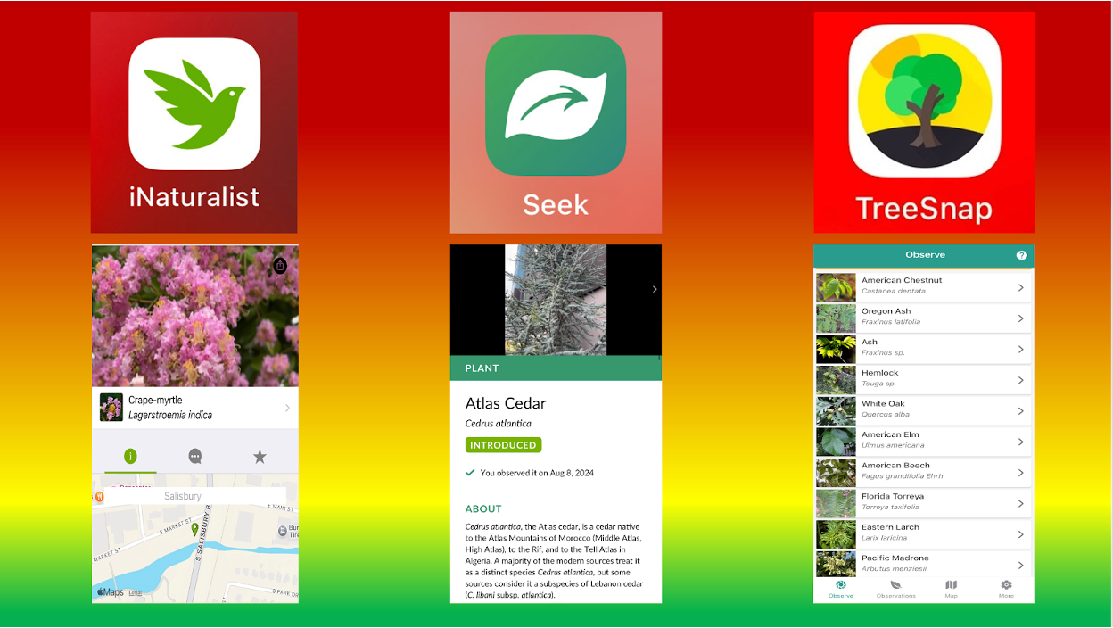 Three screenshots of apps that help you identify a trees genus and species set against a rainbow background. The screenshots show screens within iNaturalist, Seek, and TreeSnap that identify a plant. 