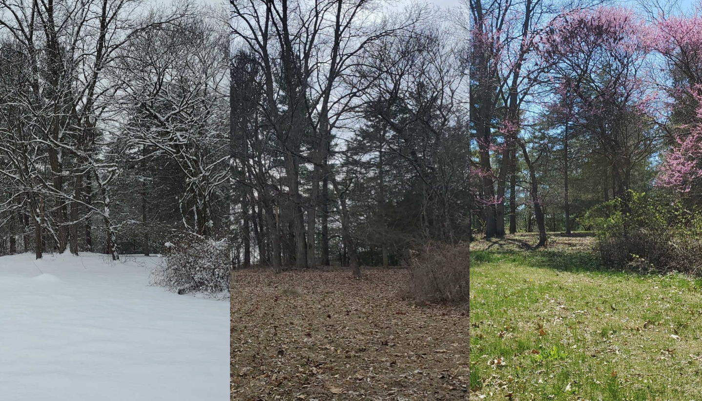 A series of three images of the same landscape with trees, grass and bushes, showing the progression from winter to spring, from the initial snowy scene to brown grass and bare trees, to green grass and a pink flowering tree.