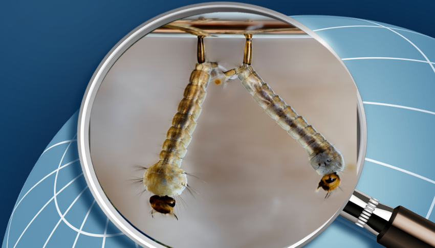 A magnifying glass with two mosquito larvae in the lens, against a background of a stylized blue globe.