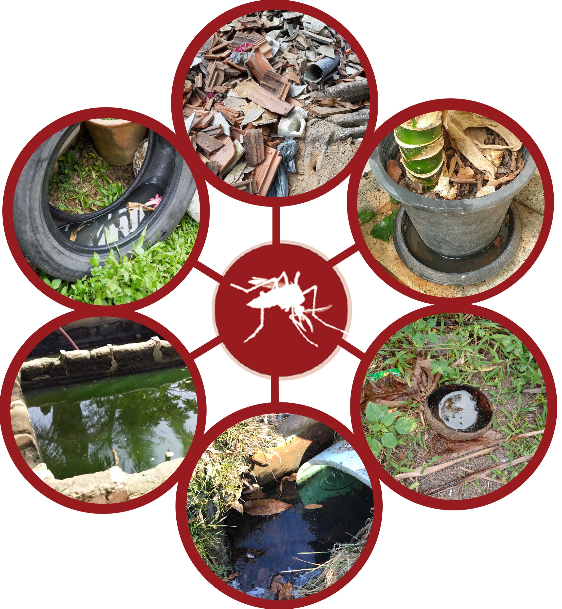 Examples of mosquito habitats reported by GLOBE Observers.