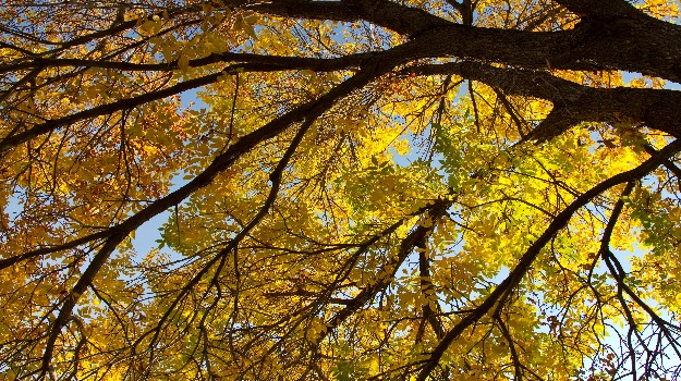   Yellow autumn foliage on a tree