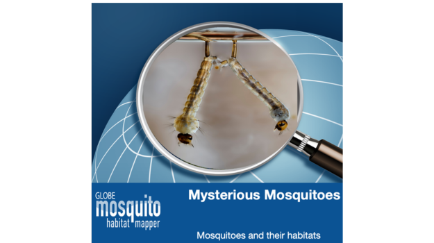 WEBINAR | Mysterious Mosquitoes