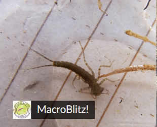 Image of a macroinvertebrate and the MacroBlitz logo