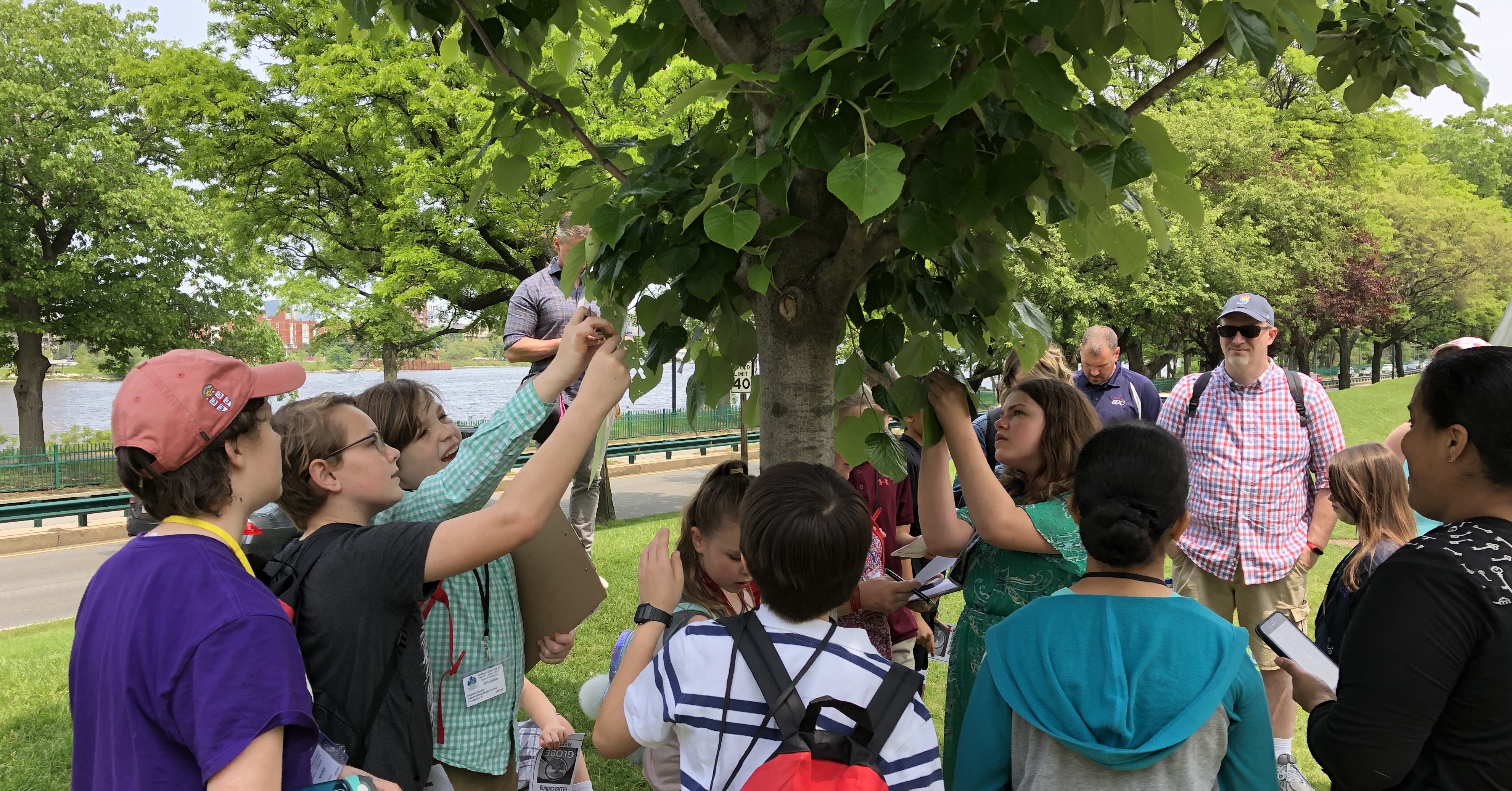 students observe tree leaves