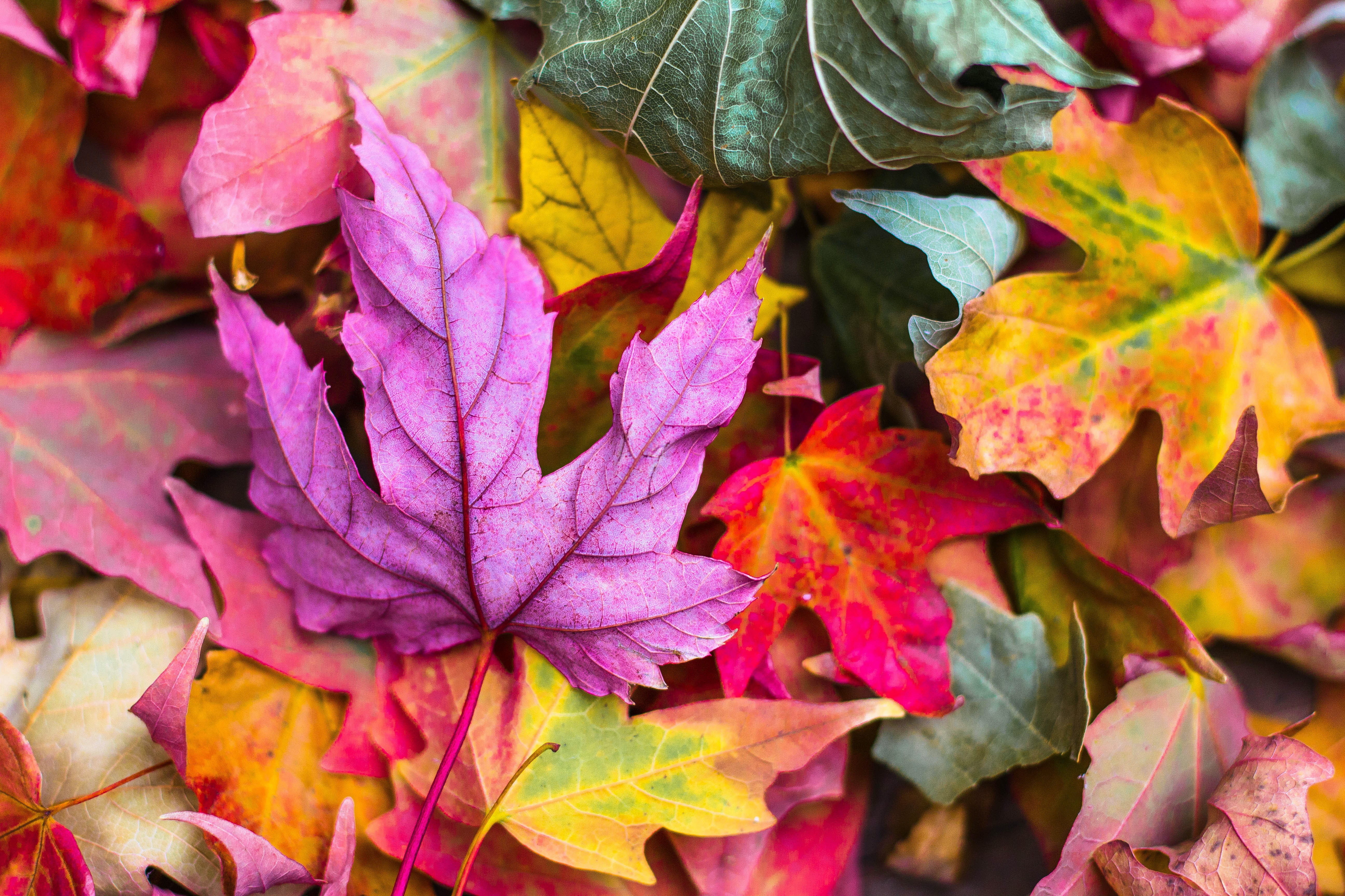   Image of fall leaves by Jeremy Thomas 