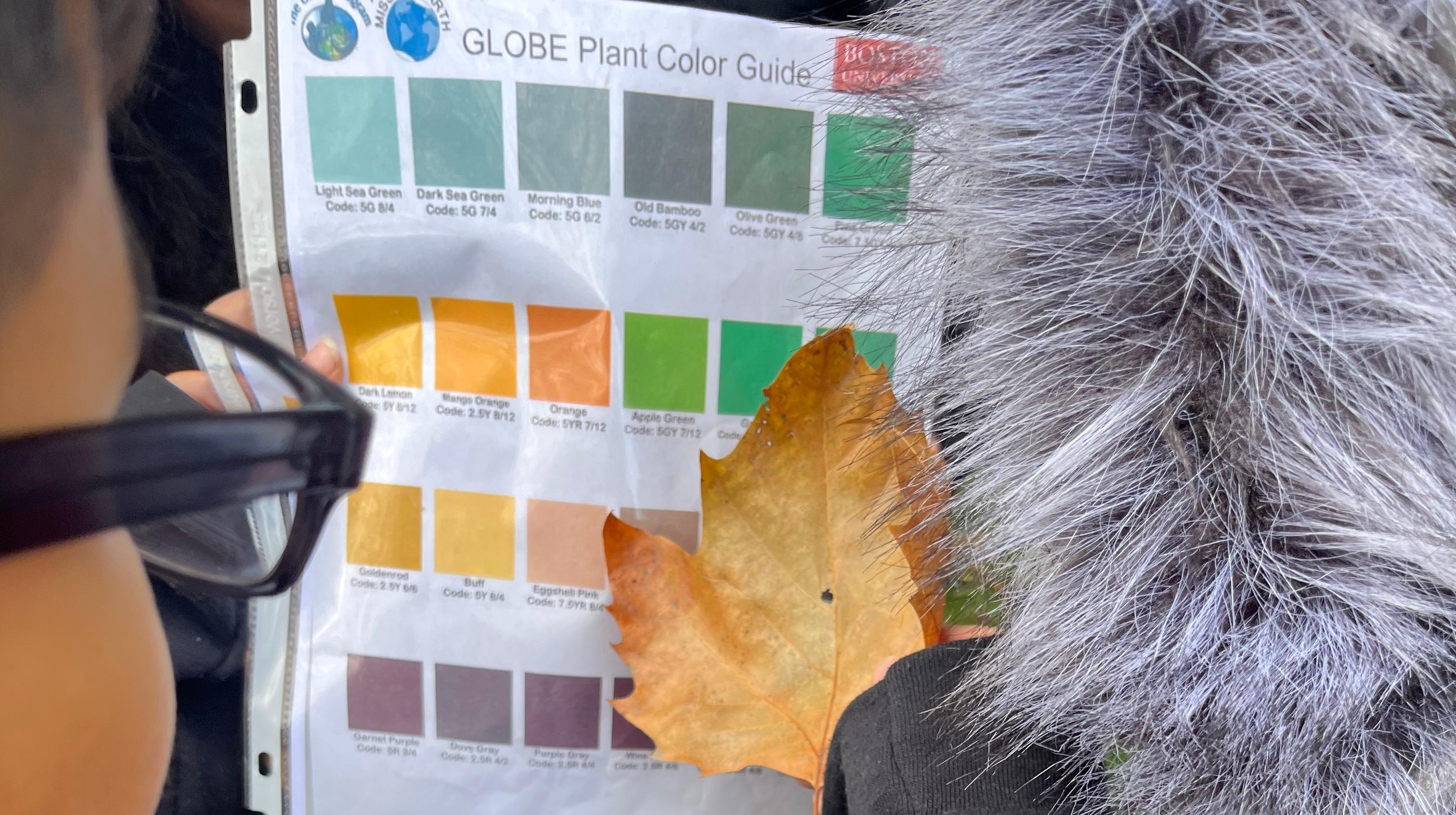 Plant Color Guide