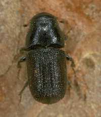 Photo of pine beetle