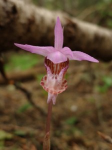 Blog-Image6-FairySlipperOrchid